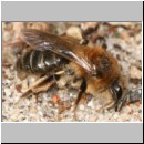 Andrena barbilabris - Sandbiene w02 11mm.jpg